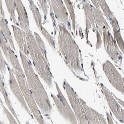 Invitrogen RUVBL1 Polyclonal Antibody 100 &mu;L; Unconjugated:Antibodies,
