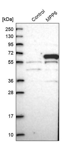 Invitrogen VAM1 Polyclonal Antibody 100 &mu;L | Buy Online | Invitrogen&trade; | Fisher Scientific