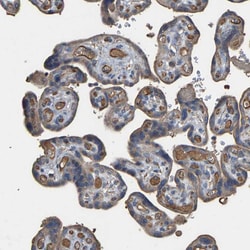 Invitrogen HTRA3 Polyclonal Antibody 100 μL; Unconjugated:Antibodies,
