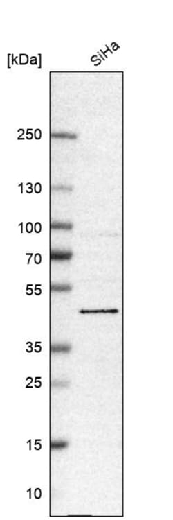 Invitrogen BRD9 Polyclonal Antibody 100 &mu;L; Unconjugated:Antibodies,
