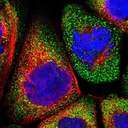 Invitrogen LRRC46 Polyclonal Antibody 100 &mu;L; Unconjugated:Antibodies,