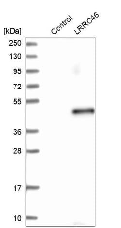 Invitrogen LRRC46 Polyclonal Antibody 100 &mu;L; Unconjugated:Antibodies,