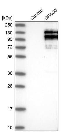 Invitrogen SPAG5 Polyclonal Antibody 100 &mu;L; Unconjugated:Antibodies,