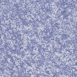 Invitrogen PERP Polyclonal Antibody 100 &mu;L; Unconjugated:Antibodies,
