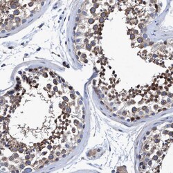 Invitrogen CALCOCO2 Polyclonal Antibody 100 &mu;L; Unconjugated:Antibodies,