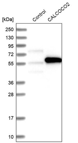 Invitrogen CALCOCO2 Polyclonal Antibody 100 &mu;L | Buy Online | Invitrogen&trade; | Fisher Scientific
