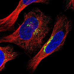 PIST Polyclonal Antibody:Antibodies, Polyclonal