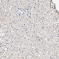 PIST Polyclonal Antibody:Antibodies, Polyclonal