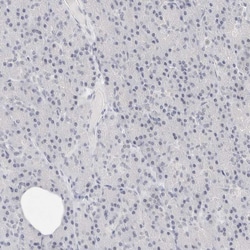 Invitrogen CD22 Polyclonal Antibody 100 &mu;L; Unconjugated:Antibodies,