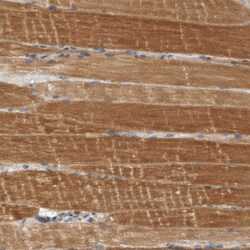 Invitrogen SCARA5 Polyclonal Antibody 100 &mu;L | Buy Online | Invitrogen&trade; | Fisher Scientific