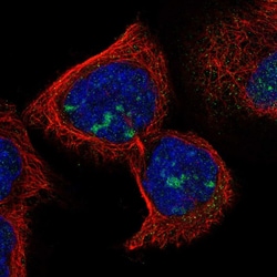Invitrogen RDM1 Polyclonal Antibody 100 &mu;L; Unconjugated:Antibodies,
