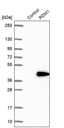 Invitrogen RDM1 Polyclonal Antibody 100 &mu;L; Unconjugated:Antikörper