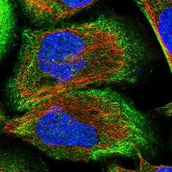Invitrogen Cdc42EP4 Polyclonal Antibody 100 &mu;L; Unconjugated:Antibodies,