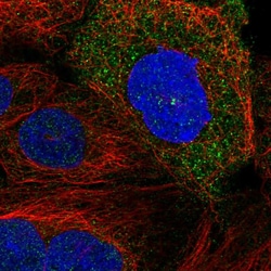 Invitrogen SDCCAG8 Polyclonal Antibody 100 &mu;L; Unconjugated:Antibodies,