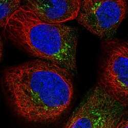 Invitrogen AKAP9 Polyclonal Antibody 100 &mu;L; Unconjugated:Antibodies,