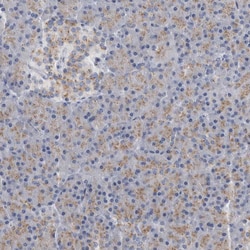 Invitrogen AKAP9 Polyclonal Antibody 100 &mu;L; Unconjugated:Antibodies,