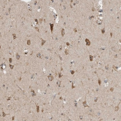 Invitrogen GPR137B Polyclonal Antibody 100 &mu;L; Unconjugated:Antibodies,