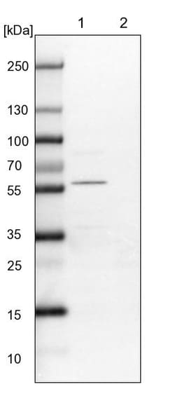 Invitrogen ALS2CR2 Polyclonal Antibody:Antibodies:Primary Antibodies