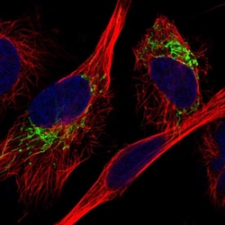 Invitrogen MDH2 Polyclonal Antibody 100 &mu;L; Unconjugated:Antibodies,
