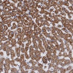 Invitrogen MDH2 Polyclonal Antibody 100 &mu;L; Unconjugated:Antibodies,