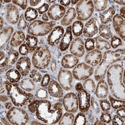 Invitrogen MDH2 Polyclonal Antibody 100 &mu;L; Unconjugated:Antibodies,