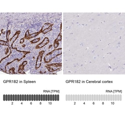 Invitrogen GPR182 Polyclonal Antibody 100 &mu;L | Buy Online | Invitrogen&trade; | Fisher Scientific