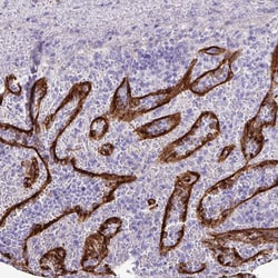 Invitrogen GPR182 Polyclonal Antibody 100 &mu;L | Buy Online | Invitrogen&trade; | Fisher Scientific