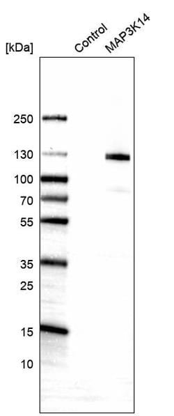 Invitrogen NIK Polyclonal Antibody 100 &mu;L | Buy Online | Invitrogen&trade; | Fisher Scientific