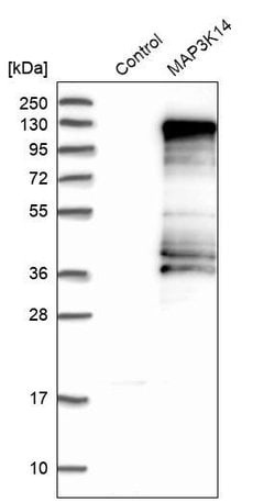 NIK Polyclonal Antibody, Invitrogen 100 &mu;L; Unconjugated:Antibodies,