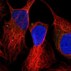 Invitrogen OXR1 Polyclonal Antibody 100 &mu;L; Unconjugated:Antibodies,