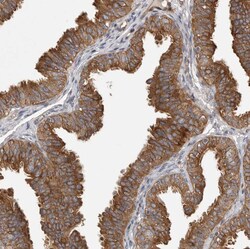 Invitrogen OXR1 Polyclonal Antibody 100 &mu;L; Unconjugated:Antibodies,