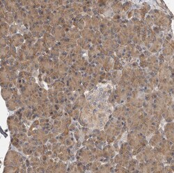 Invitrogen OXR1 Polyclonal Antibody 100 &mu;L; Unconjugated:Antibodies,