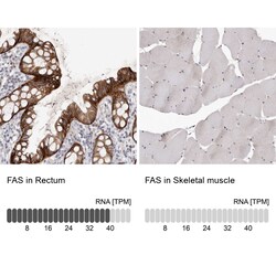 Invitrogen FAS Polyclonal Antibody 100 μL; Unconjugated:Antibodies,