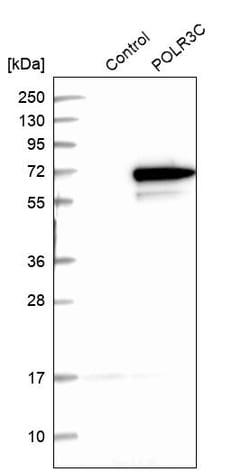 Invitrogen POLR3C Polyclonal Antibody 100 &mu;L; Unconjugated:Antibodies,
