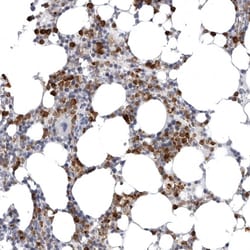 Invitrogen STAP2 Polyclonal Antibody 100 &mu;L; Unconjugated:Antibodies,