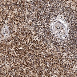 Invitrogen Bax Polyclonal Antibody 100 &mu;L | Buy Online | Invitrogen&trade; | Fisher Scientific