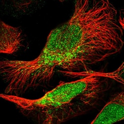 Invitrogen PEA15 Polyclonal Antibody 100 μL; Unconjugated:Antibodies,