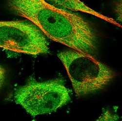 Invitrogen HSP105 Polyclonal Antibody 100 &mu;L; Unconjugated:Antibodies,