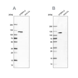 Invitrogen HSP105 Polyclonal Antibody 100 &mu;L | Buy Online | Invitrogen&trade; | Fisher Scientific