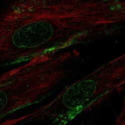 Invitrogen MRGPRF Polyclonal Antibody 100 &mu;L; Unconjugated:Antibodies,