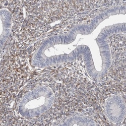 Invitrogen MRGPRF Polyclonal Antibody 100 &mu;L; Unconjugated:Antibodies,