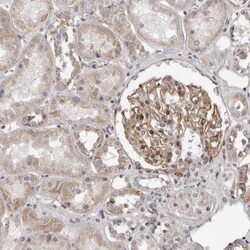 Invitrogen MRGPRF Polyclonal Antibody 100 &mu;L; Unconjugated:Antibodies,