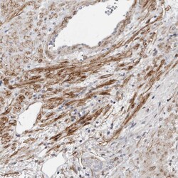 Invitrogen MRGPRF Polyclonal Antibody 100 &mu;L; Unconjugated:Antibodies,