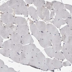 Invitrogen MRGPRF Polyclonal Antibody 100 &mu;L; Unconjugated:Antibodies,