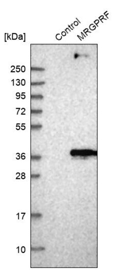 Invitrogen MRGPRF Polyclonal Antibody 100 &mu;L; Unconjugated:Antibodies,