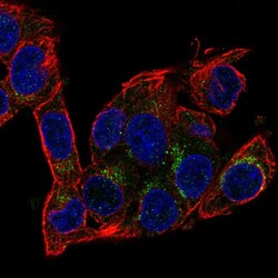 Invitrogen AMID Polyclonal Antibody 100 &mu;L; Unconjugated:Antibodies,