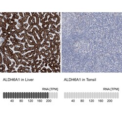 Invitrogen ALDH6A1 Polyclonal Antibody 100 &mu;L; Unconjugated:Antibodies,