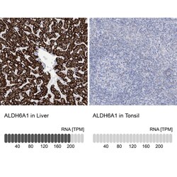 Invitrogen ALDH6A1 Polyclonal Antibody 100 &mu;L; Unconjugated:Antibodies,