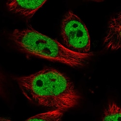 Invitrogen PXR Polyclonal Antibody 100 &mu;L; Unconjugated:Antibodies,