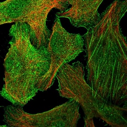 Invitrogen GPR27 Polyclonal Antibody 100 &mu;L; Unconjugated:Antibodies,